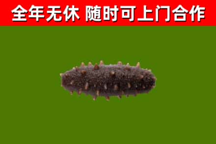北关烟酒回收干海参.jpg